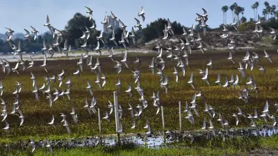 San Diego Bird Alliance cries fowl on funds used for Mission Bay
