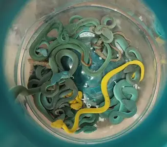 Smuggler with bag full of venomous viper snakes stopped by India customs
